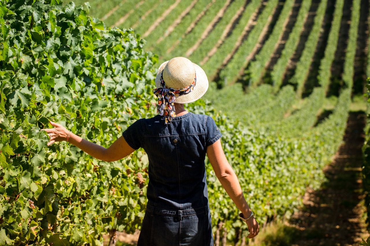 Sustainable Winegrowing