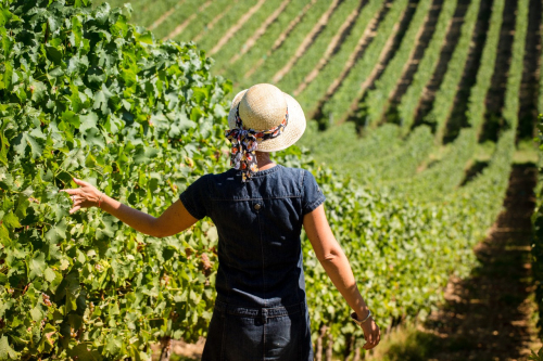 Viticulture raisonnée
