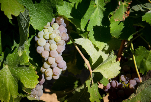 Le Domaine de Menard vainqueur au concours des vins de Gascogne
